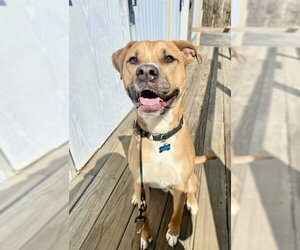Chance (Cherry Litter) - Male American Staffordshire Terrier-Labrador Retriever Mix Dog for Adoption - Photo #14