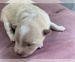Puppy 2 Pomeranian