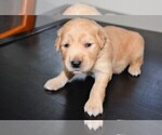 Small Photo #1 Golden Retriever Puppy For Sale in POULSBO, WA, USA
