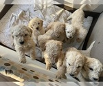 Small Photo #10 Poodle (Standard) Puppy For Sale in NASHVILLE, TN, USA