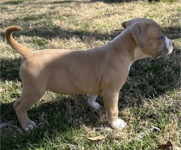 Medium Photo #14 American Bully Puppy For Sale in SALEM, IL, USA