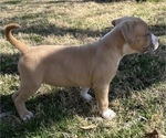 Small #13 American Bully