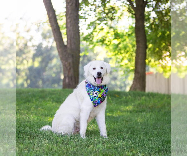 Medium Photo #4 Great Pyrenees-Unknown Mix Puppy For Sale in Unionville, PA, USA