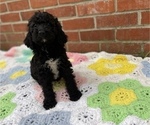 Small Photo #11 Springerdoodle Puppy For Sale in GADSDEN, AL, USA