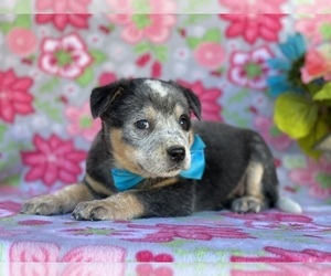 Australian Cattle Dog Puppy for sale in LANCASTER, PA, USA