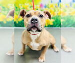 Small American Pit Bull Terrier