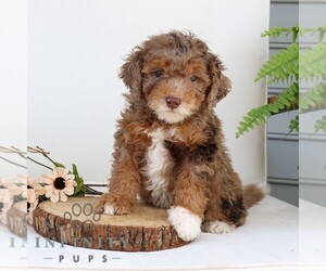 Bernedoodle (Miniature) Puppy for sale in NARVON, PA, USA