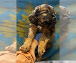 Small #1 Mutt