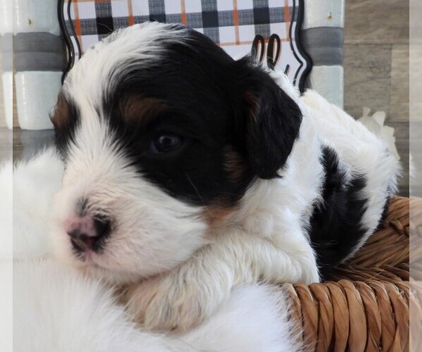 Medium Photo #6 Cavapoo Puppy For Sale in CARLISLE, KY, USA