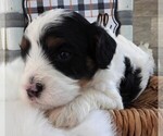 Small #5 Cavapoo