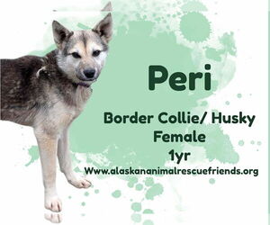 Border Collie Dogs for adoption in Anchorage, AK, USA
