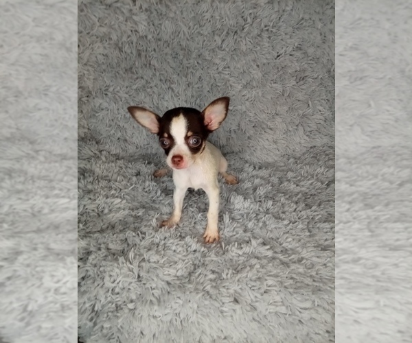 Medium Photo #3 Chihuahua Puppy For Sale in INDIANAPOLIS, IN, USA