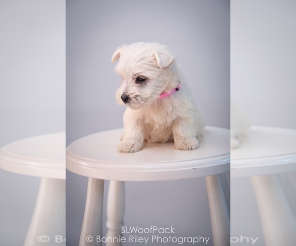 Medium Photo #6 West Highland White Terrier Puppy For Sale in PLEASANTON, KS, USA
