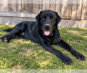 Labrador Retriever Dogs for adoption in Clovis, CA, USA