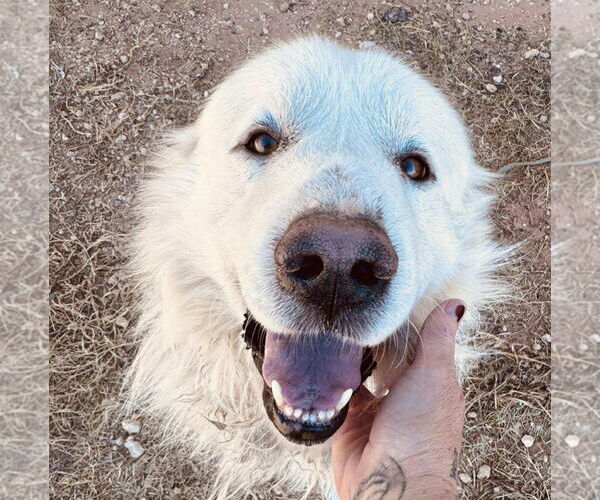 Medium Photo #3 Great Pyrenees-Unknown Mix Puppy For Sale in Grafton, WI, USA