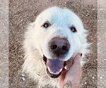 Small #2 Great Pyrenees Mix