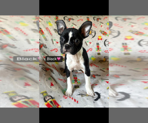 Boston Terrier Puppy for sale in LOWELL, IN, USA