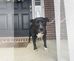 Small #16 American Staffordshire Terrier Mix