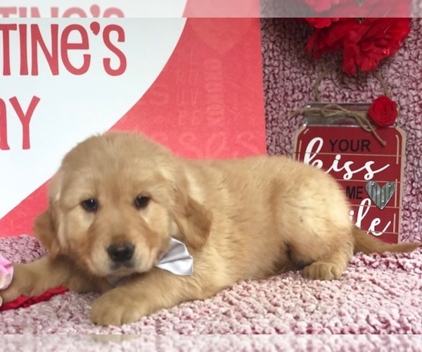 Medium Photo #2 Golden Retriever Puppy For Sale in CLAY, PA, USA