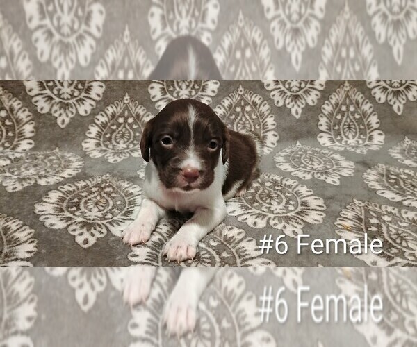 Medium Photo #5 Brittany Puppy For Sale in DOWAGIAC, MI, USA