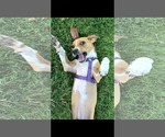Small #1 Chihuahua Mix