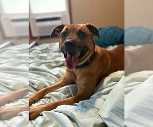 Nina - Female Mutt Dog for Adoption - Photo #3