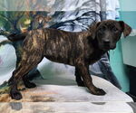 Small #2 Bulldog-Labrador Retriever Mix