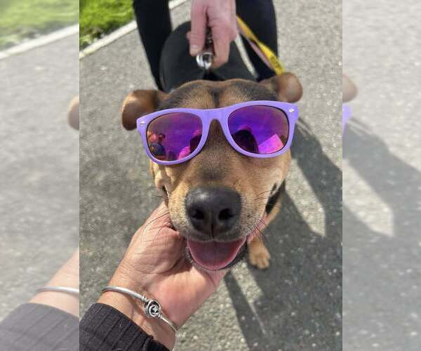 Medium Photo #47 Labrador Retriever-Unknown Mix Puppy For Sale in New York, NY, USA