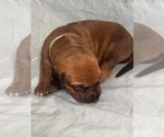 Puppy Hazel Rhodesian Ridgeback