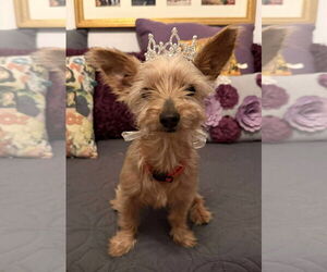 Mutt Dogs for adoption in Boonton, NJ, USA