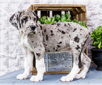 Puppy Zander Great Dane