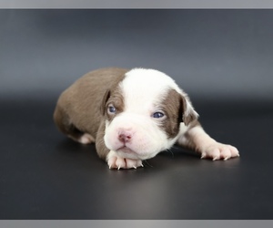 American Bully Puppy for sale in CHAMPAIGN, IL, USA
