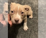 Small Photo #29 American Bully Puppy For Sale in BUFFALO, NY, USA