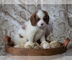 Small #1 Cocker Spaniel-Poodle (Miniature) Mix