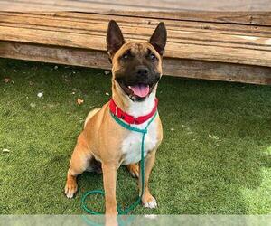 Bull Terrier-Unknown Mix Dogs for adoption in Orange, CA, USA