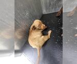 Small American Staffordshire Terrier Mix