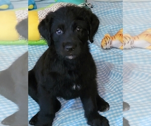 Doodle-Goldendoodle Mix Puppy for sale in THREE RIVERS, MI, USA