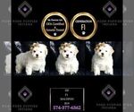 Puppy Pip F1 Maltipoo