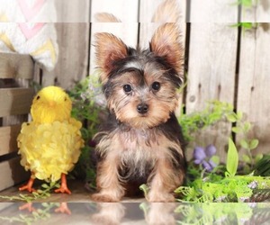 Yorkshire Terrier Puppy for sale in MOUNT VERNON, OH, USA