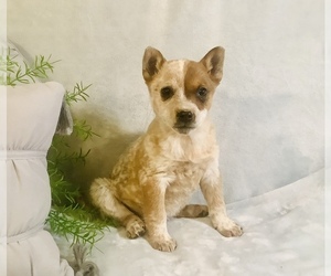 Australian Cattle Dog-Border Collie Mix Puppy for sale in HILLSBORO, WI, USA