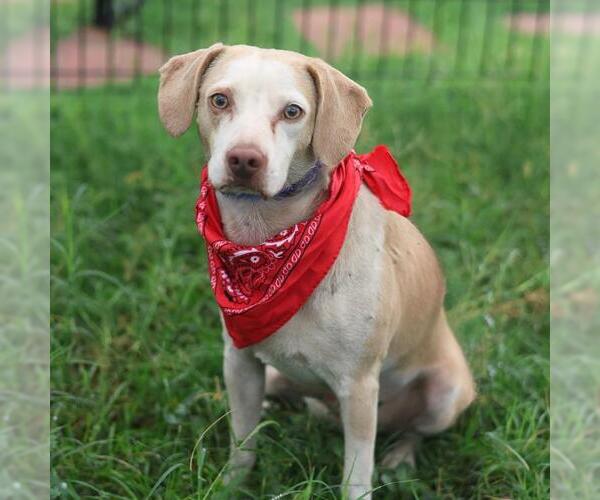 Medium Photo #1 Mutt Puppy For Sale in San Antonio, TX, USA