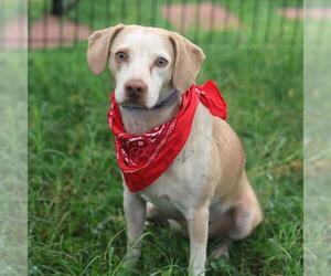 Mutt Dogs for adoption in San Antonio, TX, USA