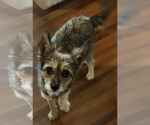 Mutt Dogs for adoption in Alexandria, KY, USA