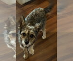 Fiona - Female Mutt Dog for Adoption - Small photo
