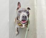 Small #4 American Pit Bull Terrier Mix