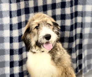 Bernedoodle Puppy for sale in DUNDEE, OH, USA