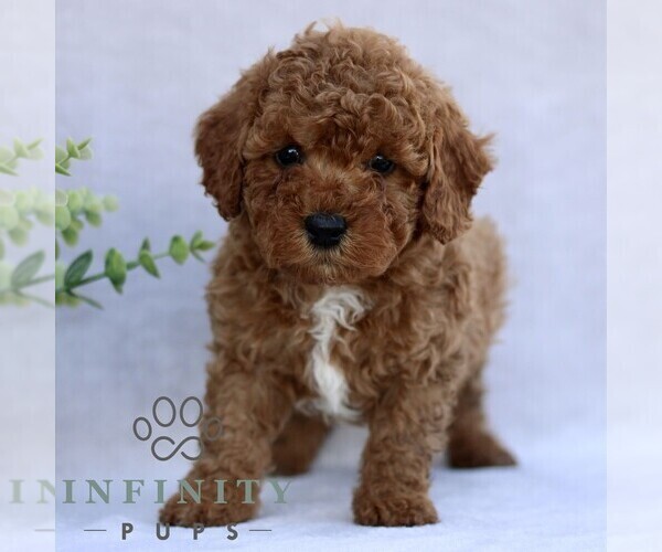 Medium Photo #5 Goldendoodle (Miniature) Puppy For Sale in EPHRATA, PA, USA
