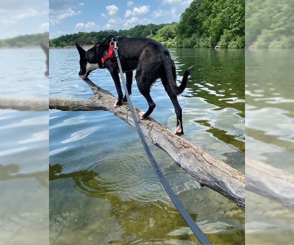 Medium Photo #5 American Pit Bull Terrier-Unknown Mix Puppy For Sale in Stevens Point, WI, USA