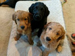 Golden Irish-Poodle (Standard) Mix Puppy for sale in FISHERS, IN, USA