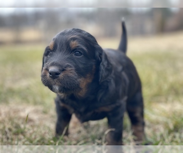 Medium Photo #4 Australian Shepherd-Goldendoodle Mix Puppy For Sale in WESTMINSTER, MD, USA